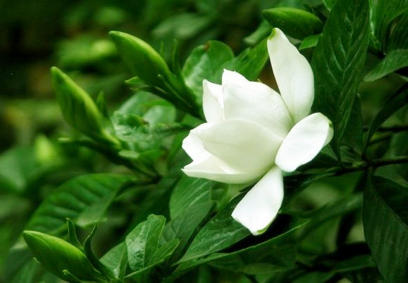 Gardenia jasminoides Ellis – 槿色园林