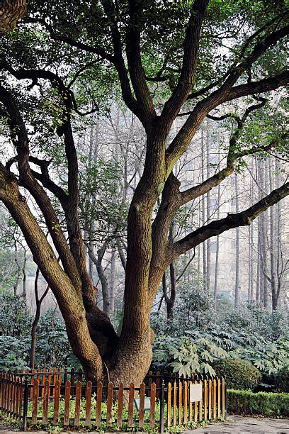Cinnamomum camphora (L.) Presl – 槿色园林